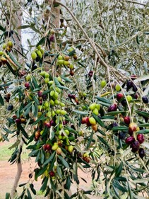 WhatsApp Image 2026-01-29 at 16.01.524.jpeg