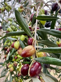 WhatsApp Image 2026-01-29 at 16.01.527.jpeg