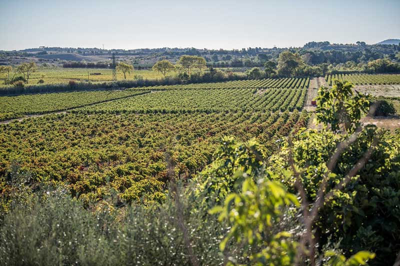 Domaine d'Hondrat domaine viticole familial à Villeveyrac