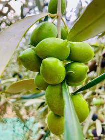 WhatsApp Image 2026-01-29 at 16.01.528.jpeg